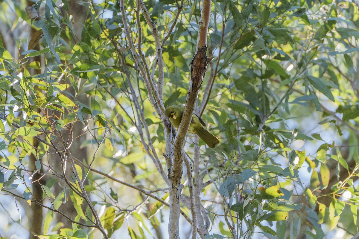 Glockenhonigfresser - ML646149687