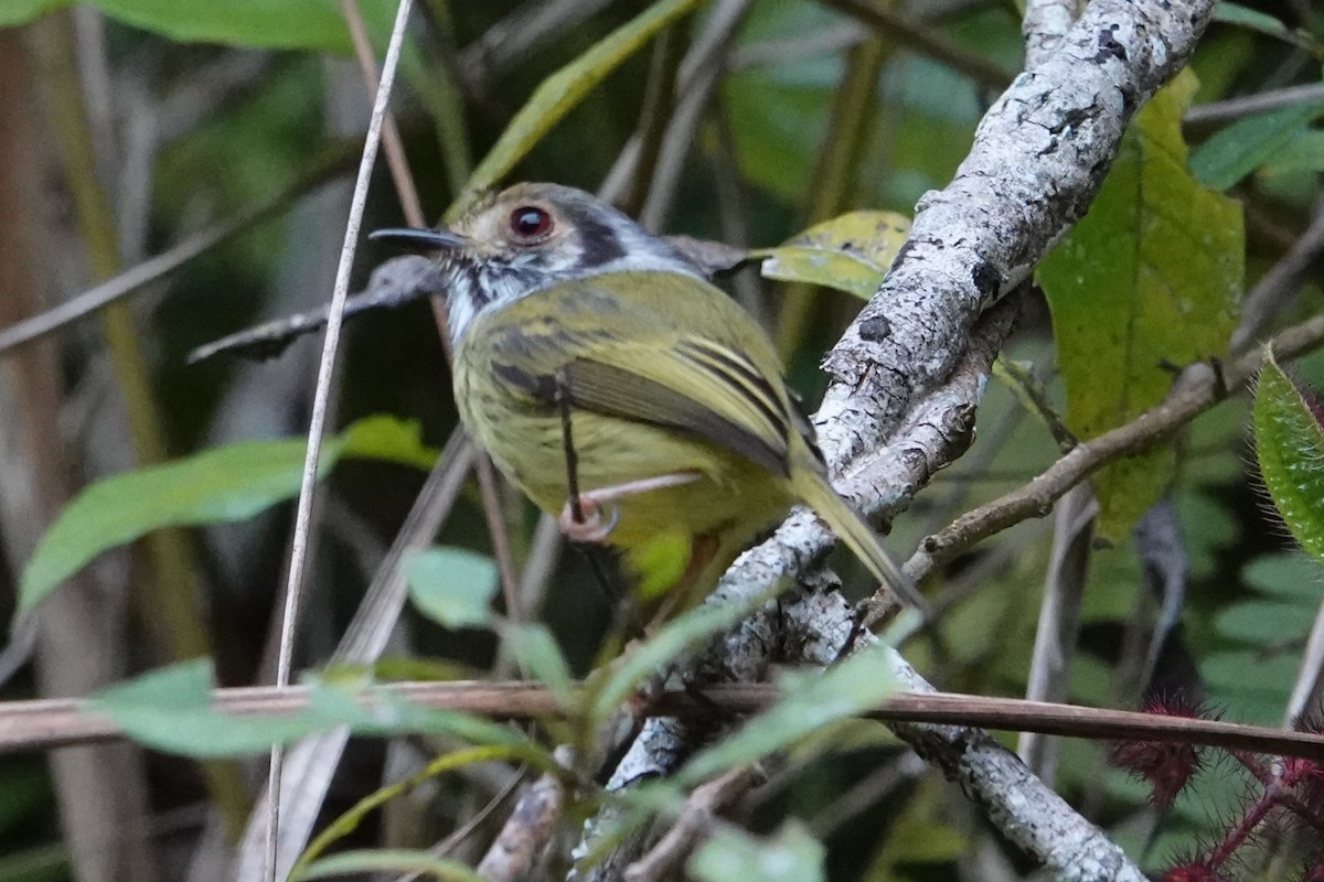 Microtyran oreillard - ML646149688