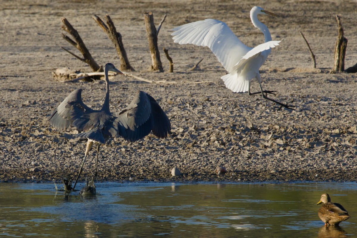 Чапля велика - ML646149689