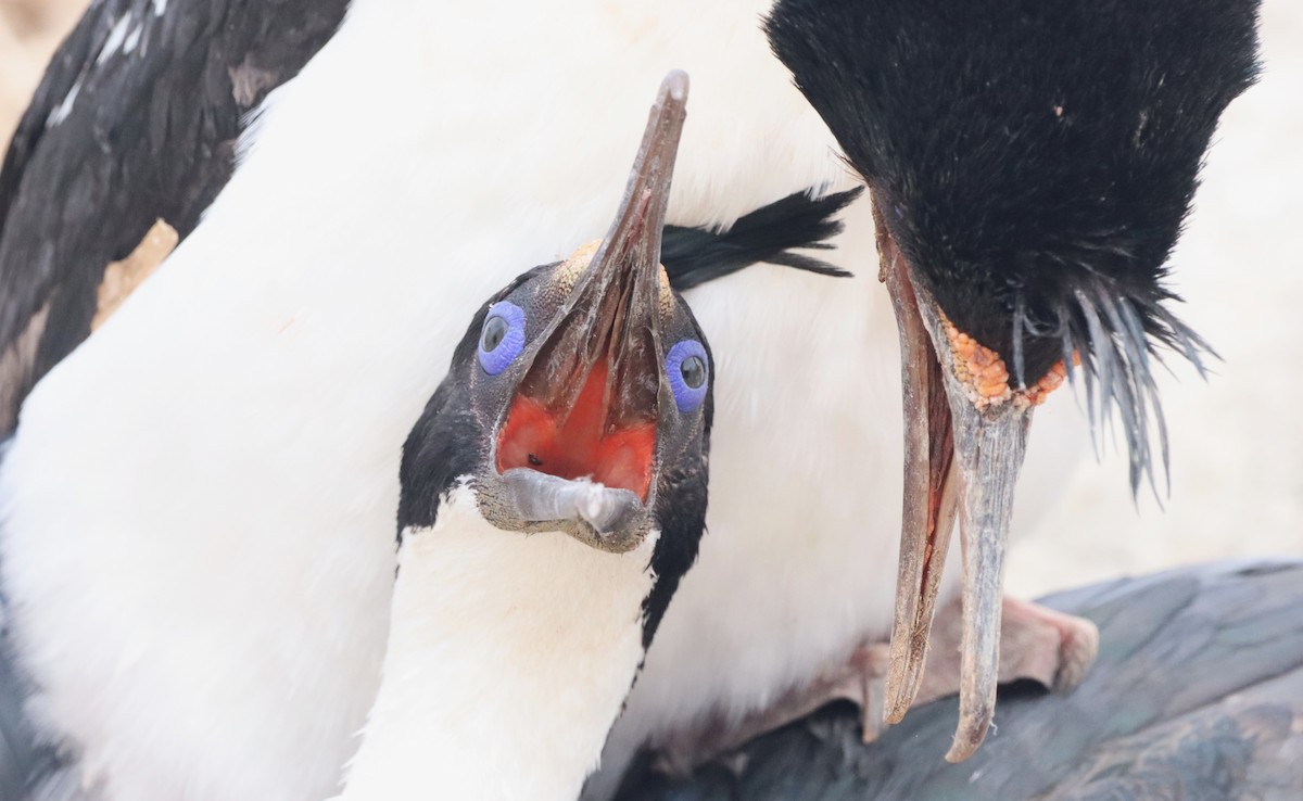 Imperial Cormorant - ML646149690