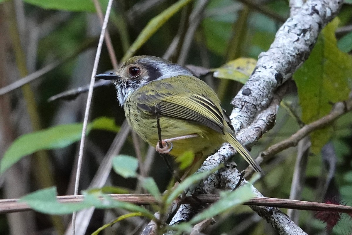 Microtyran oreillard - ML646149692