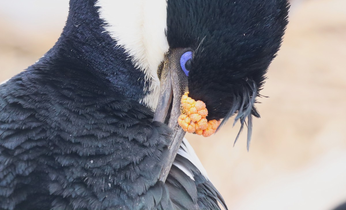 Imperial Cormorant - ML646149701