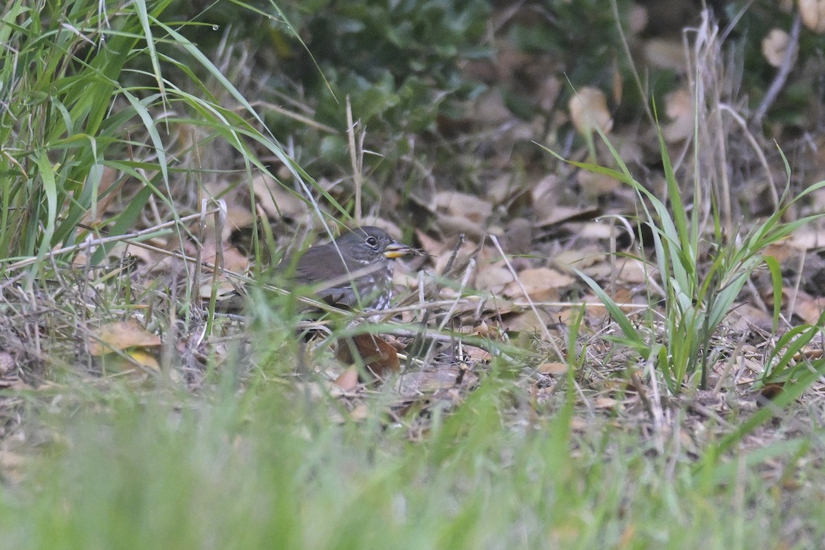 Fox Sparrow - ML646149709