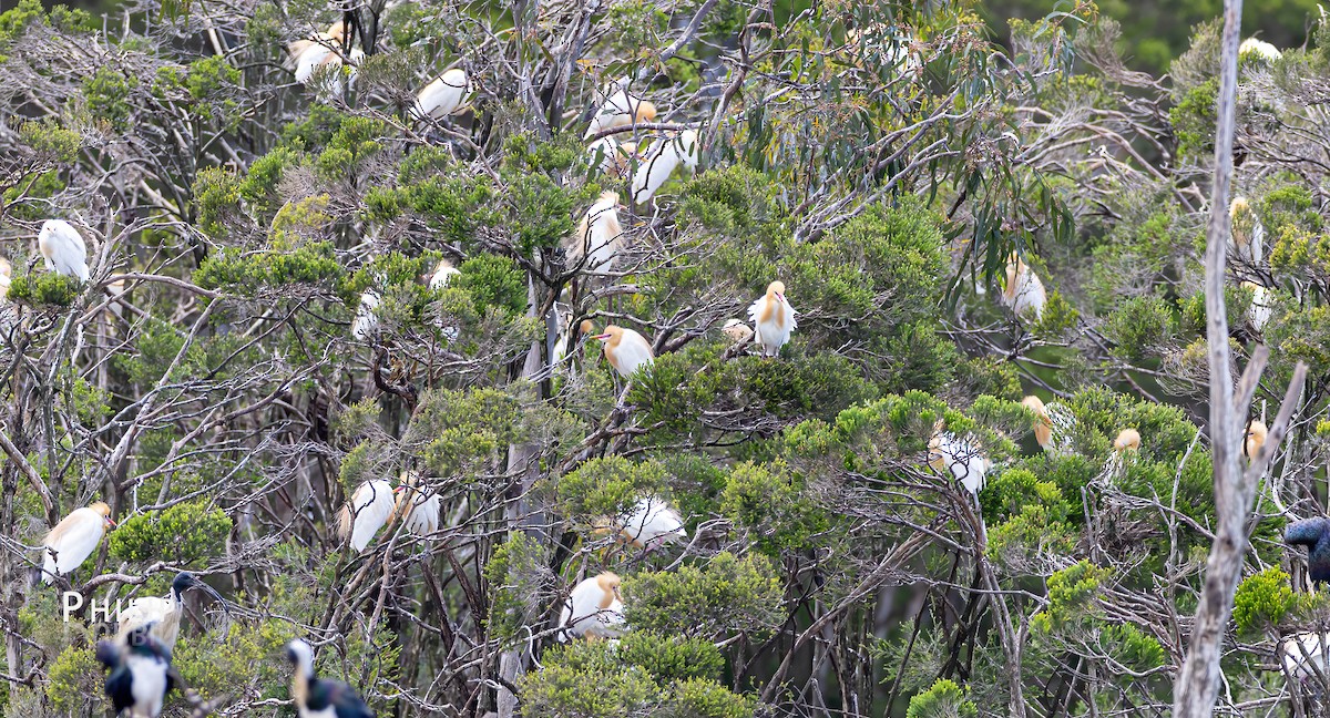 Eastern Cattle-Egret - ML646149713