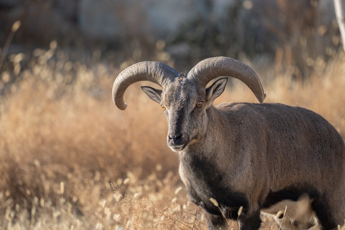 Bharal - ML646149715