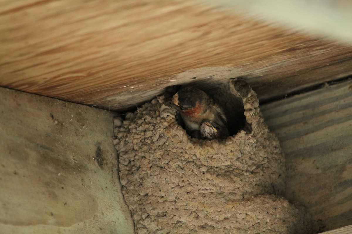 סנונית אמריקנית - ML646149716