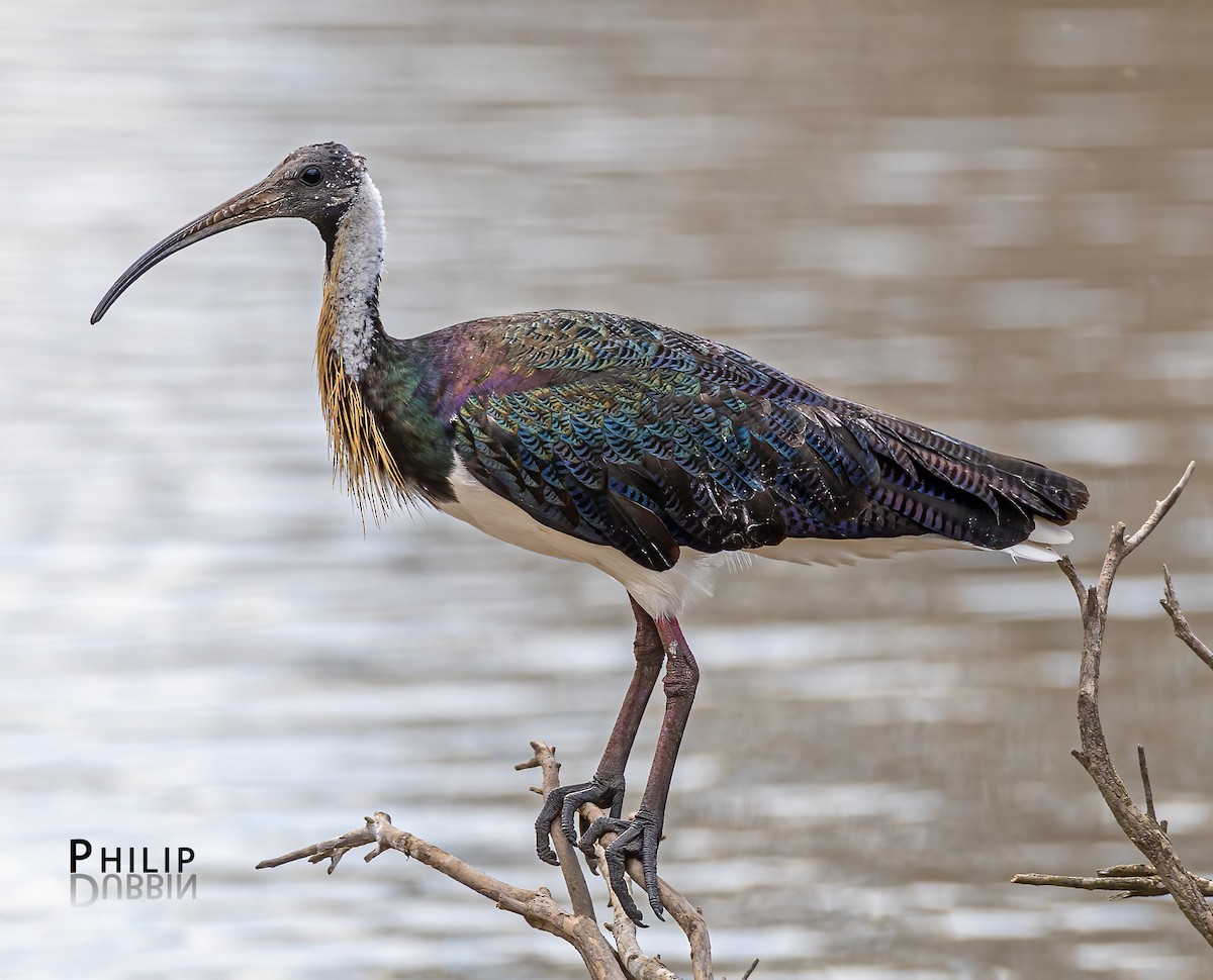 Straw-necked Ibis - ML646149719