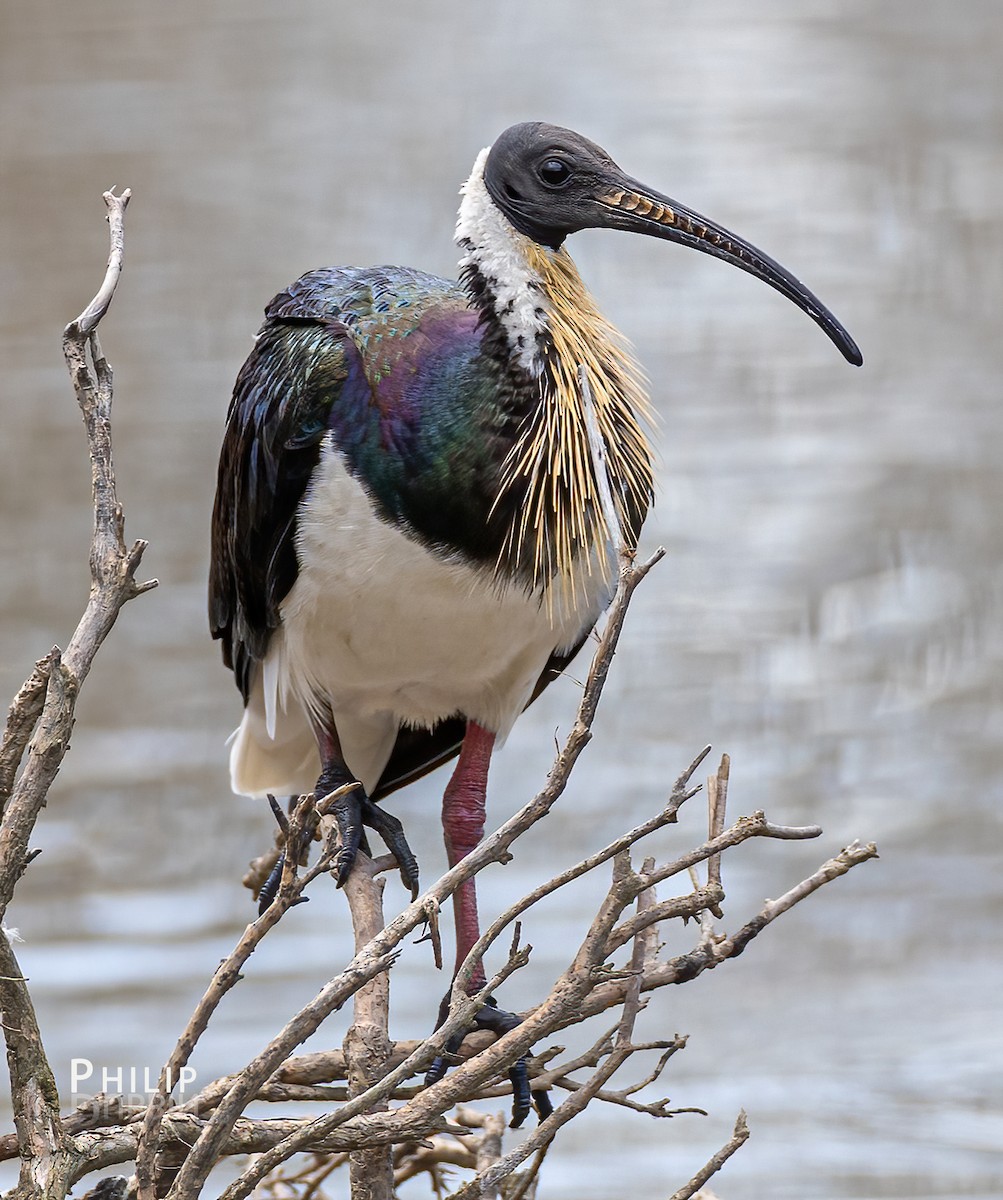 Straw-necked Ibis - ML646149720