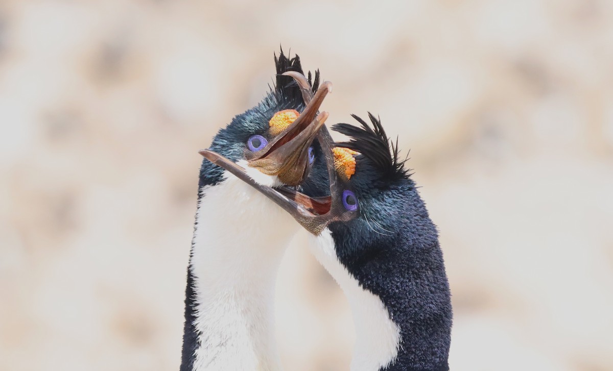 Imperial Cormorant - ML646149727