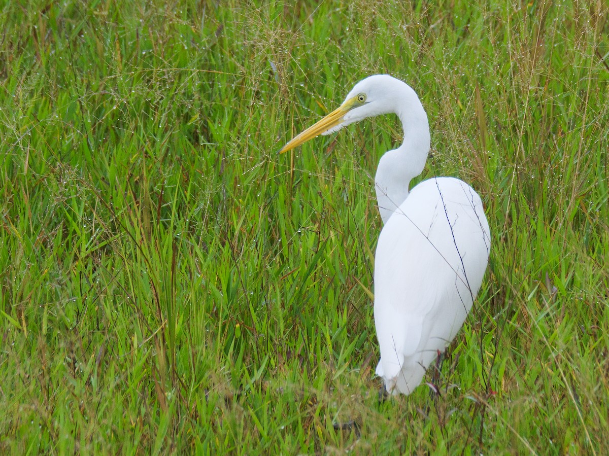 Чапля велика - ML646149735