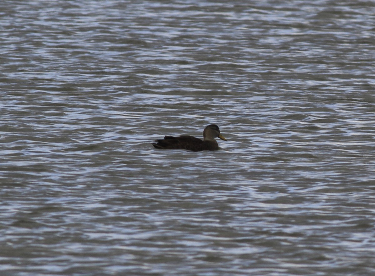 American Black Duck - ML646149739