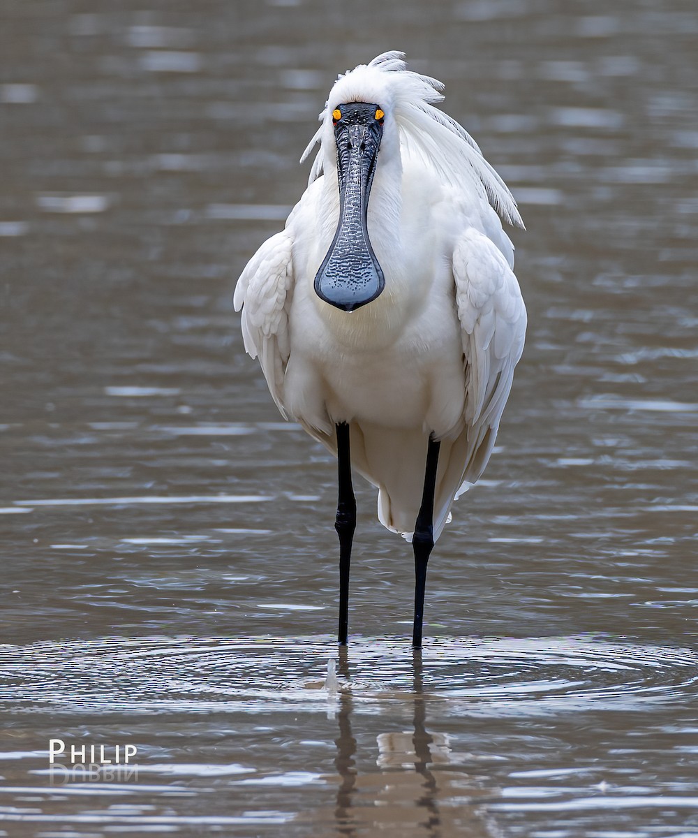 オーストラリアヘラサギ - ML646149742