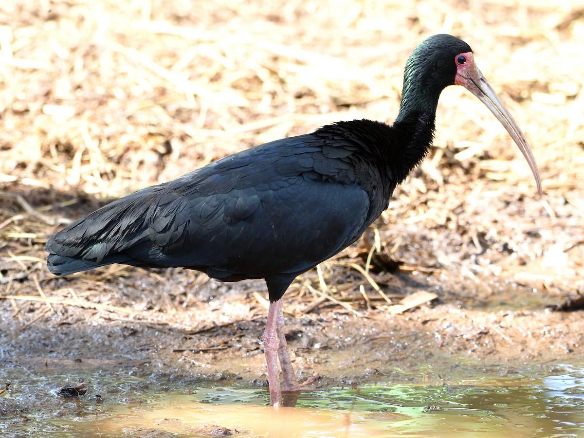 Bare-faced Ibis - ML646149744