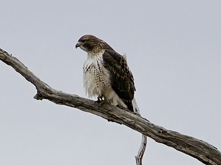 káně rudochvostá - ML646149745