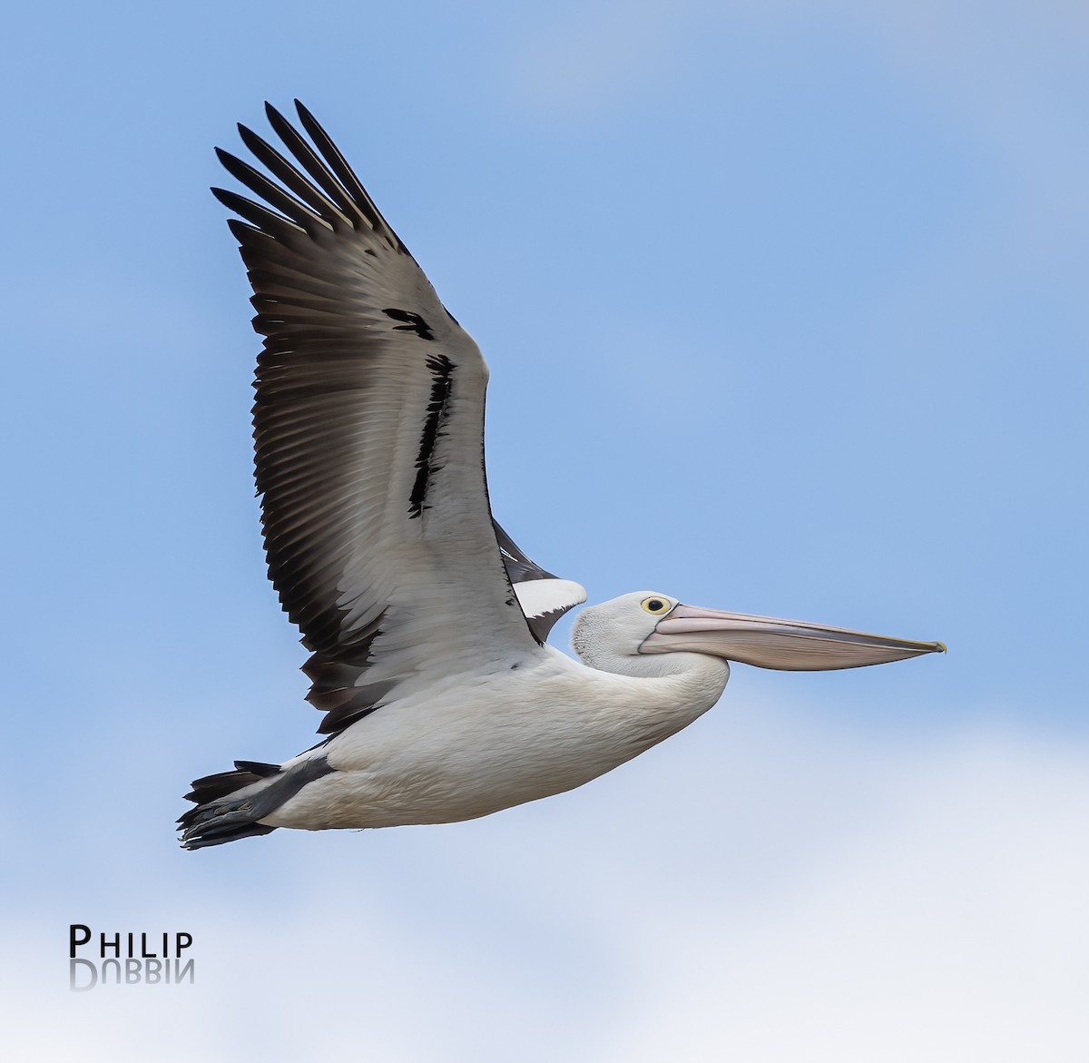 Australian Pelican - ML646149749