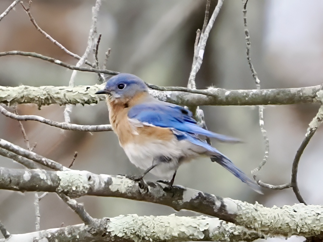 Eastern Bluebird - ML646149759