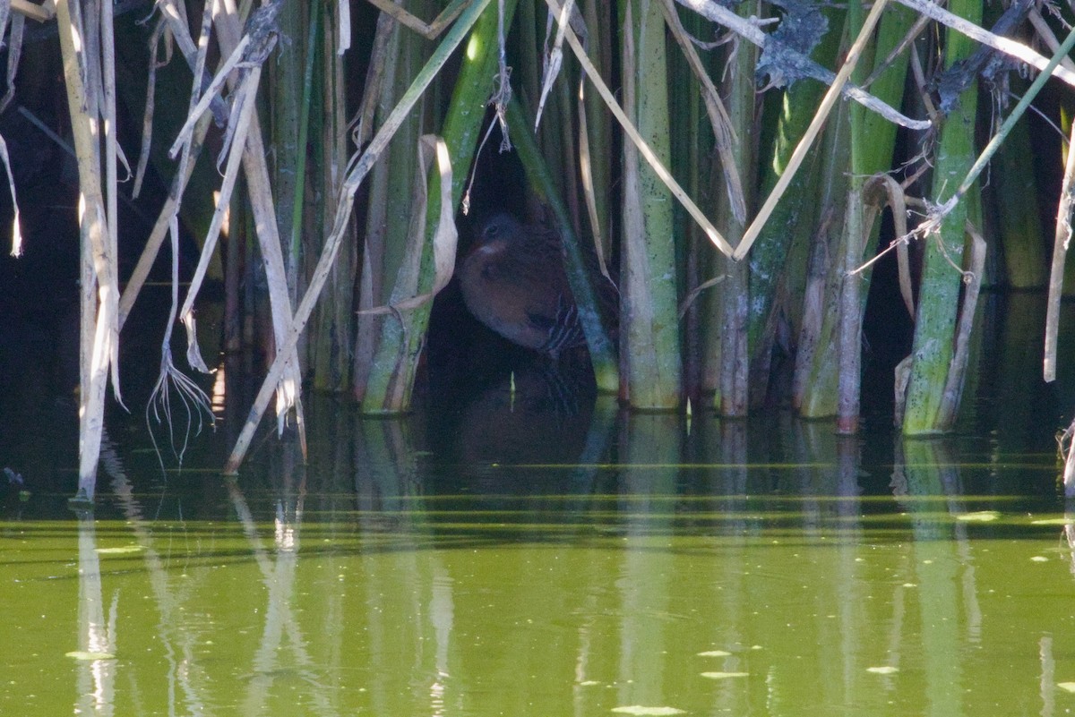 Пастушок віргінський - ML646149760