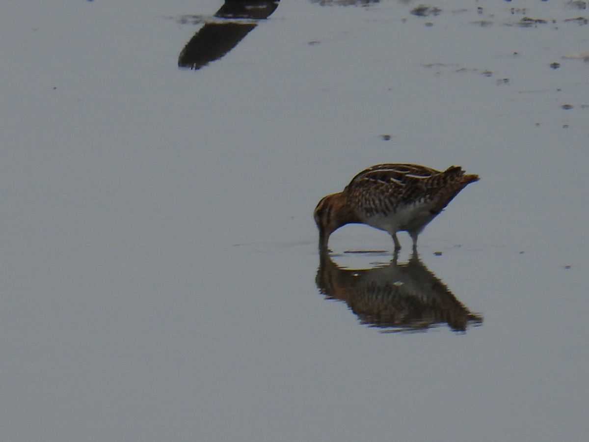 חרטומית ביצות - ML646149762