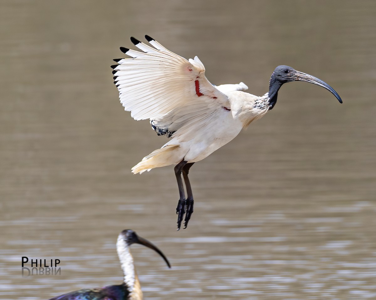 Australian Ibis - ML646149766