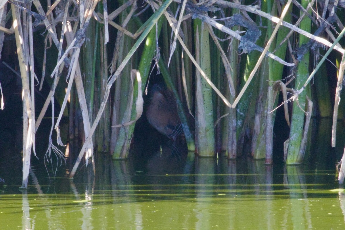 Пастушок віргінський - ML646149767