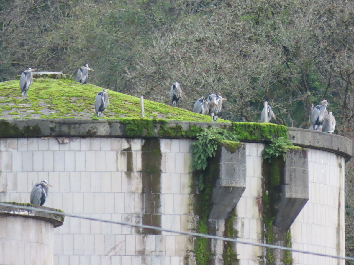 Great Blue Heron - ML646149768