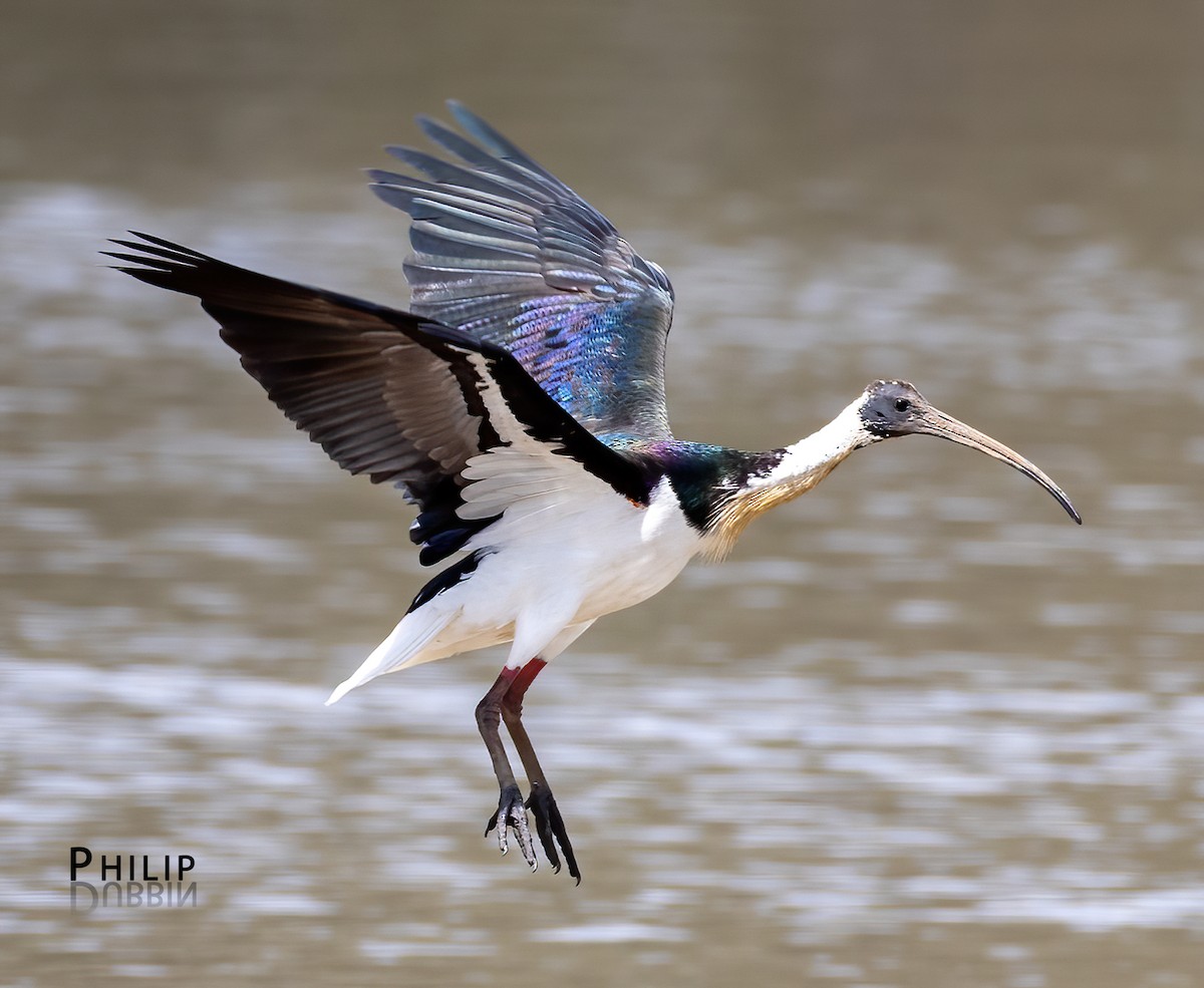 Straw-necked Ibis - ML646149770