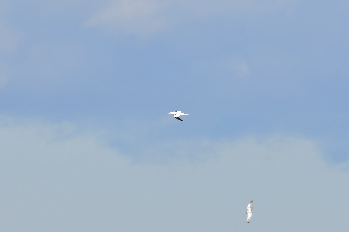 Northern Gannet - ML646149778