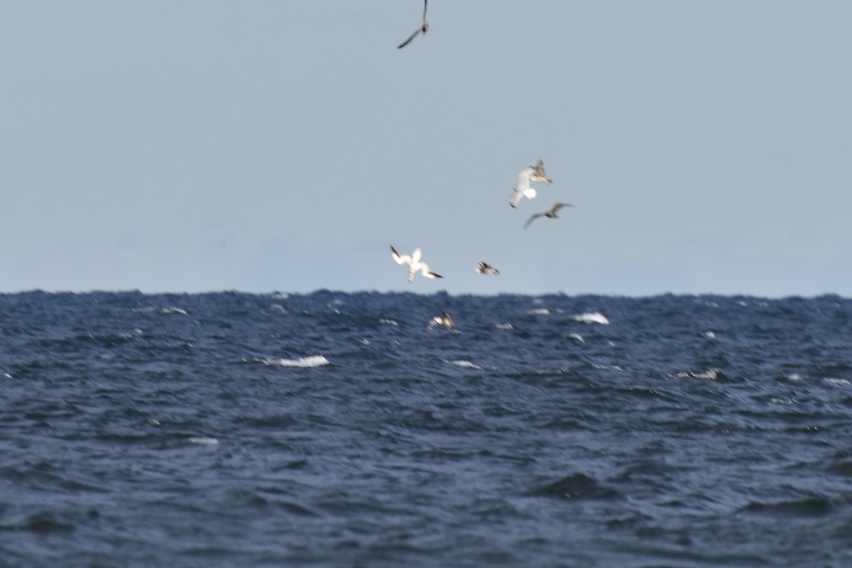 Northern Gannet - ML646149779