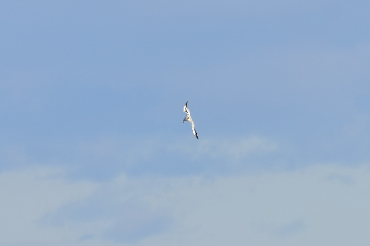 Northern Gannet - ML646149780