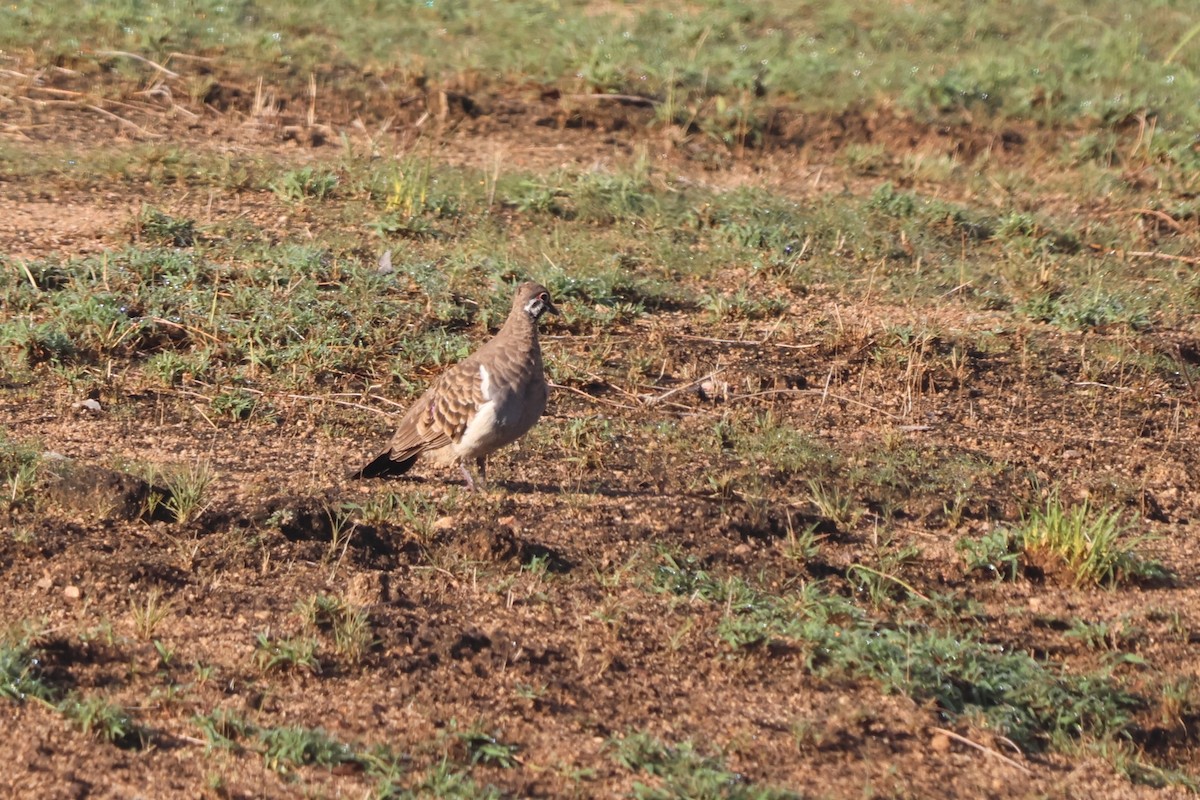 Squatter Pigeon - ML646149781