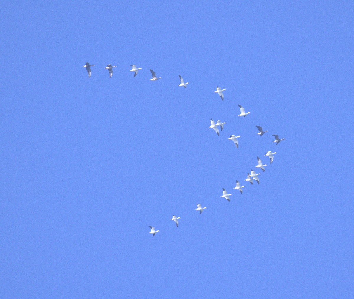 husa sněžní - ML646149782