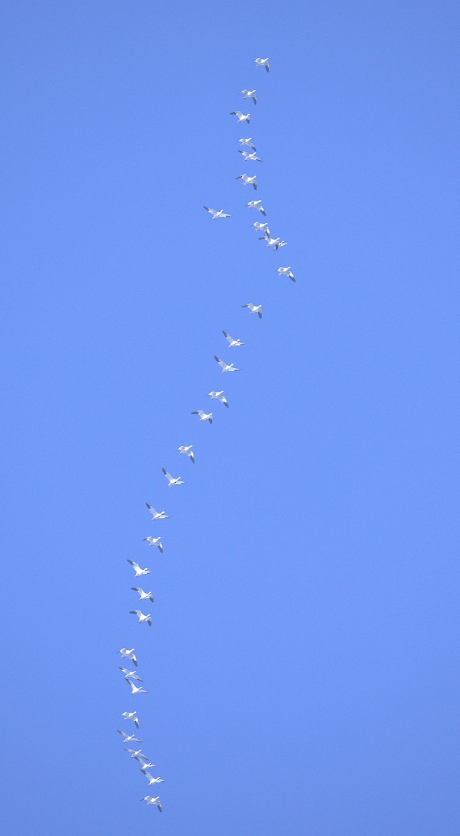 husa sněžní - ML646149783