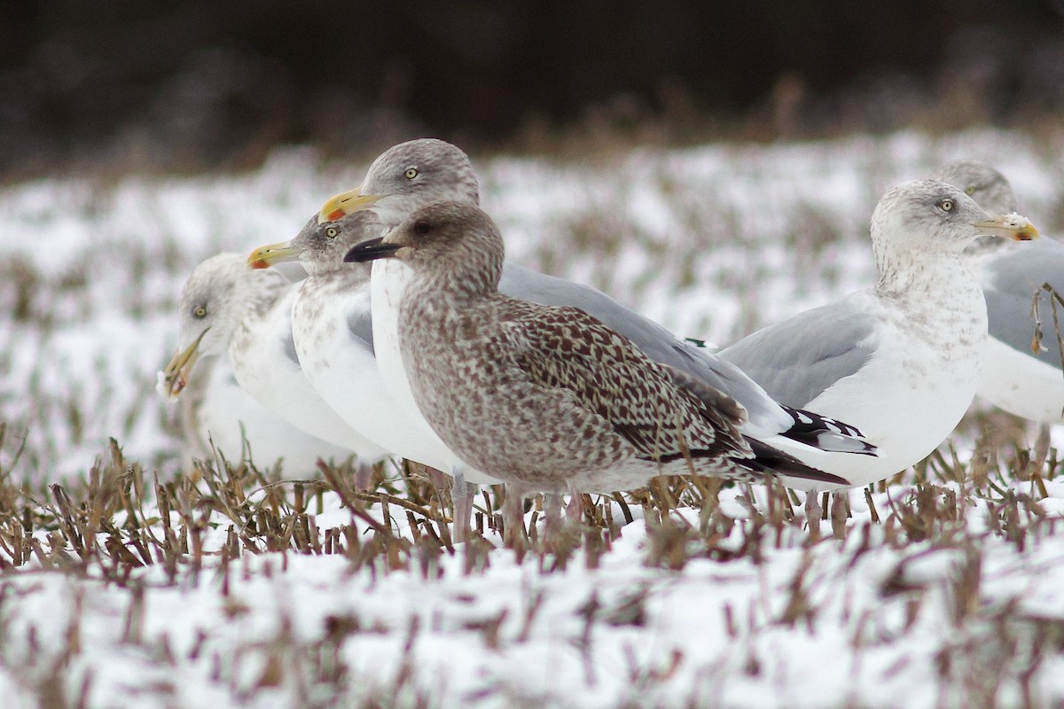 Lesser Black-backed Gull - ML646149784
