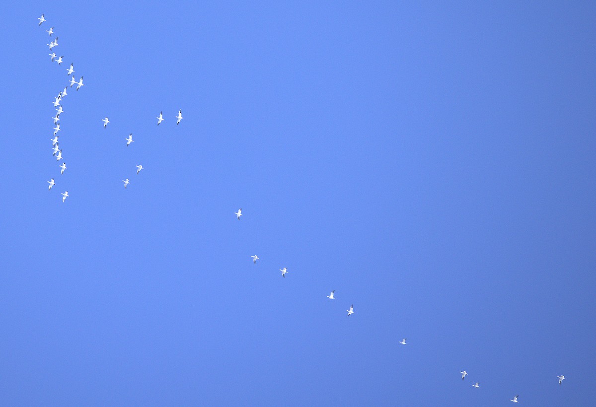 husa sněžní - ML646149786