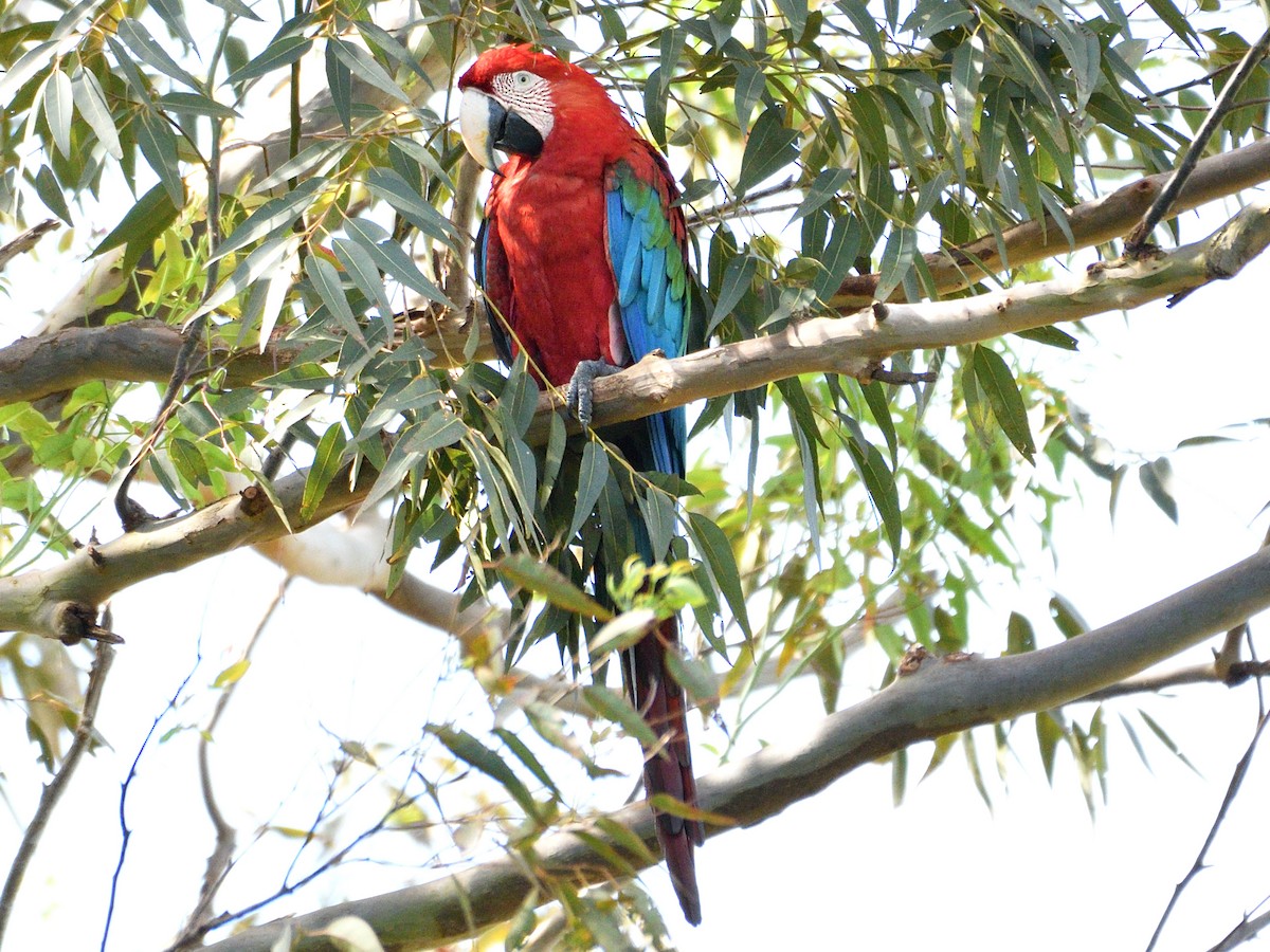 Red-and-green Macaw - ML646149788