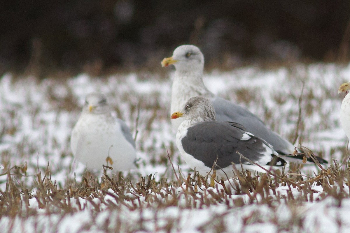 Lesser Black-backed Gull - ML646149789