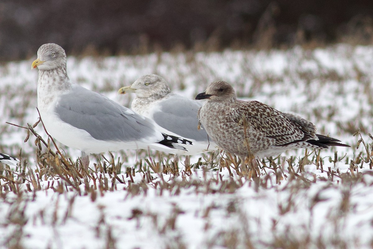 Lesser Black-backed Gull - ML646149790