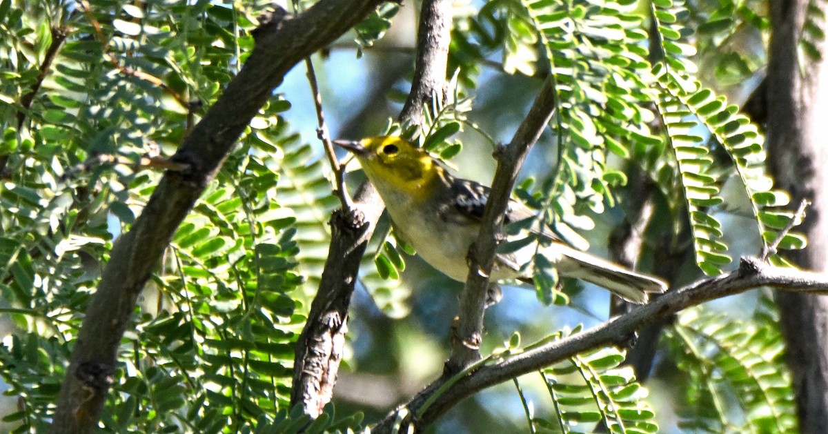 Paruline à tête jaune - ML646149792