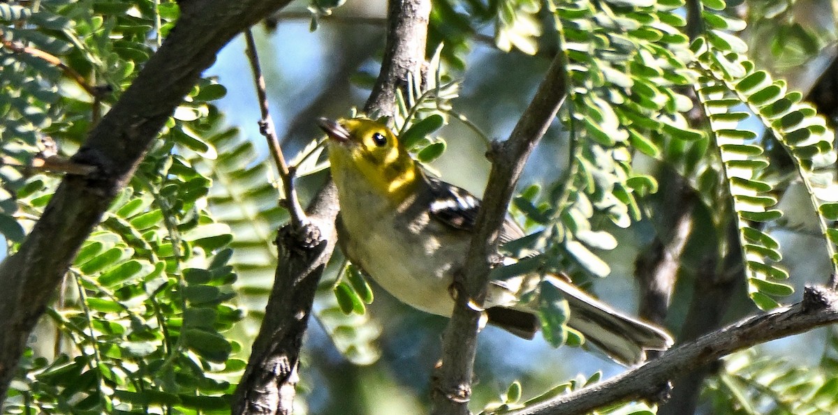 Paruline à tête jaune - ML646149793
