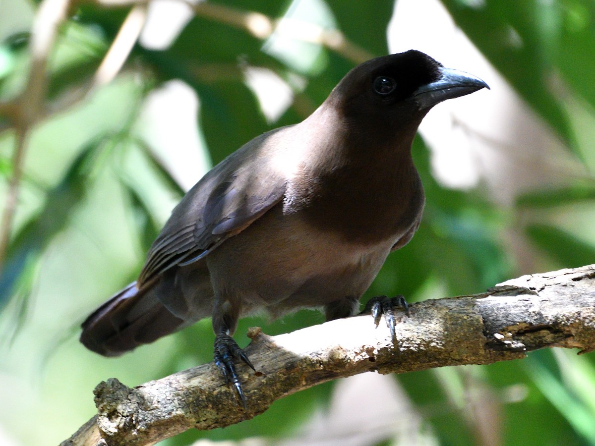 Purplish Jay - ML646149804