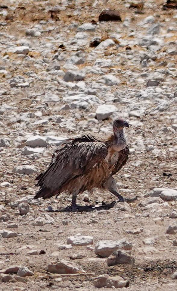 White-backed Vulture - ML646149821