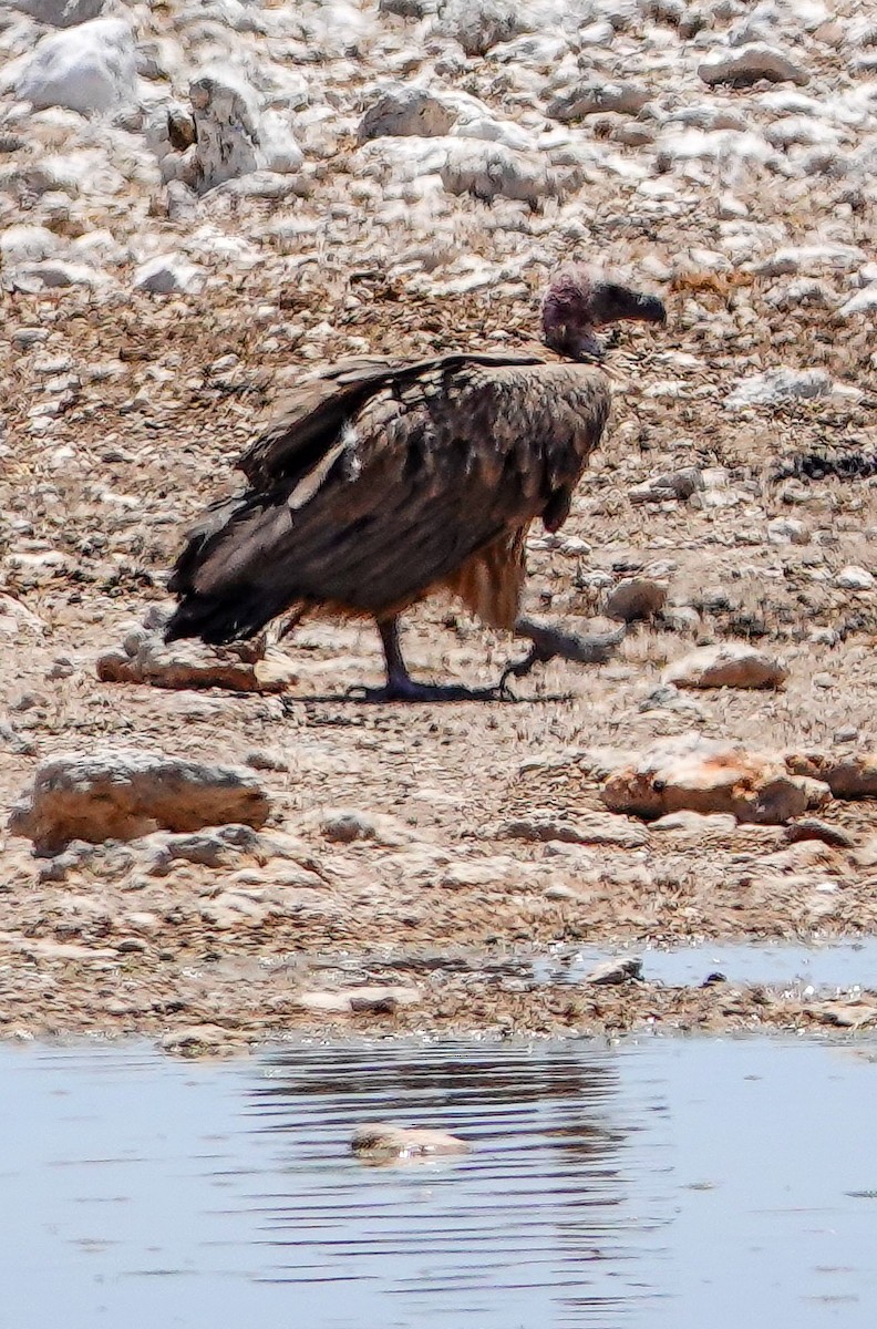 White-backed Vulture - ML646149822