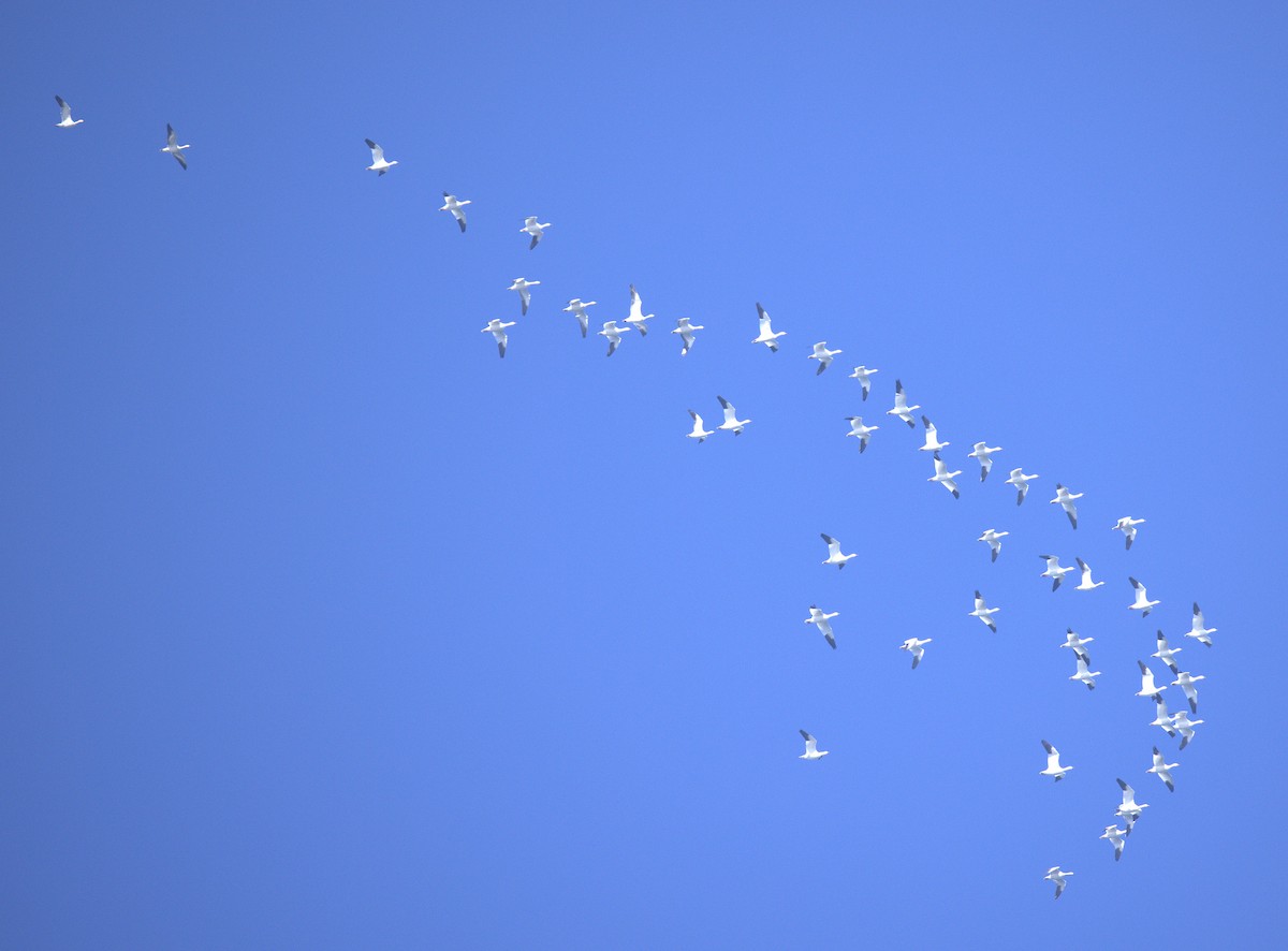 husa bělostná - ML646149825