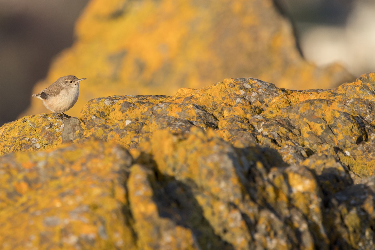 Rock Wren - ML646149826