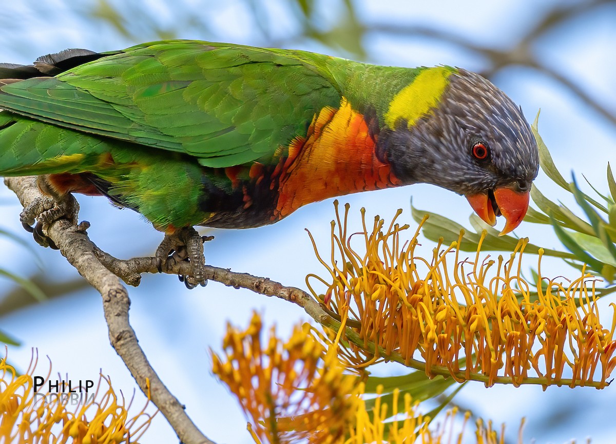 Rainbow Lorikeet - ML646149828