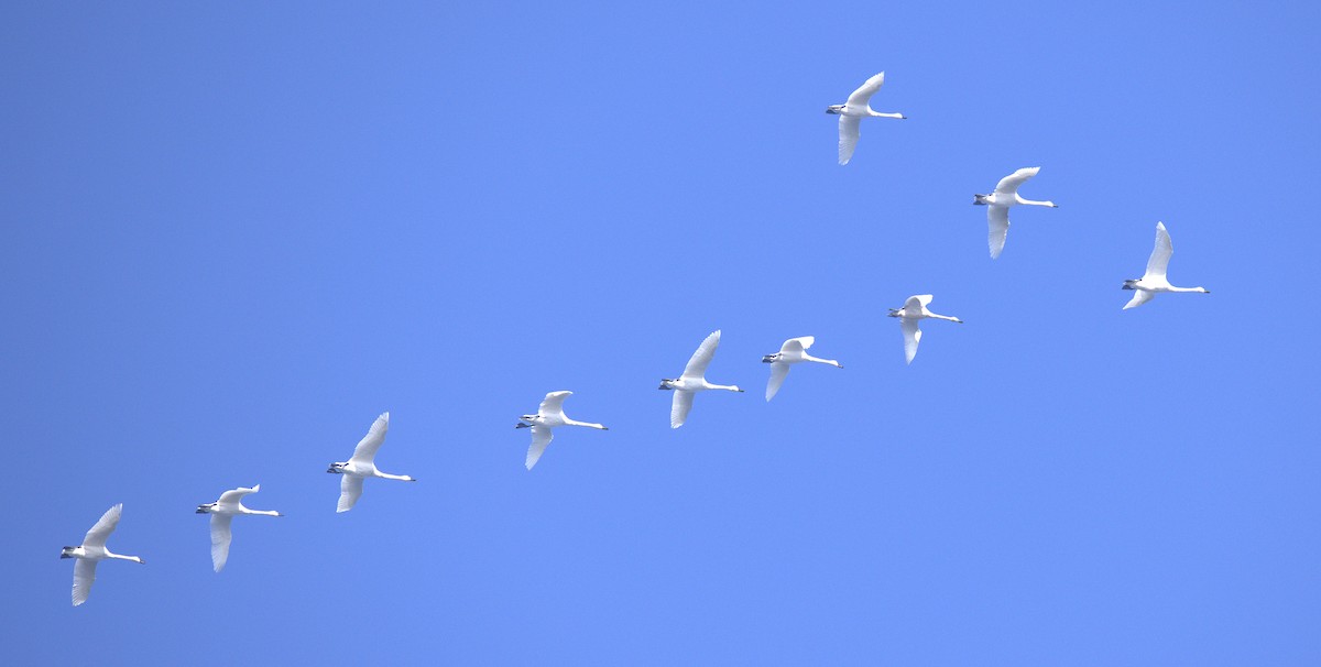 labuť malá - ML646149834