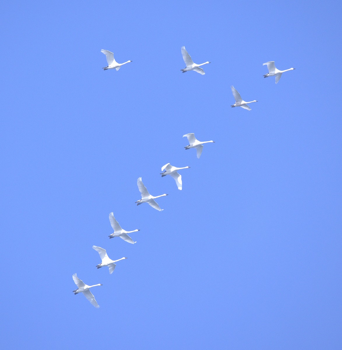 labuť malá - ML646149835