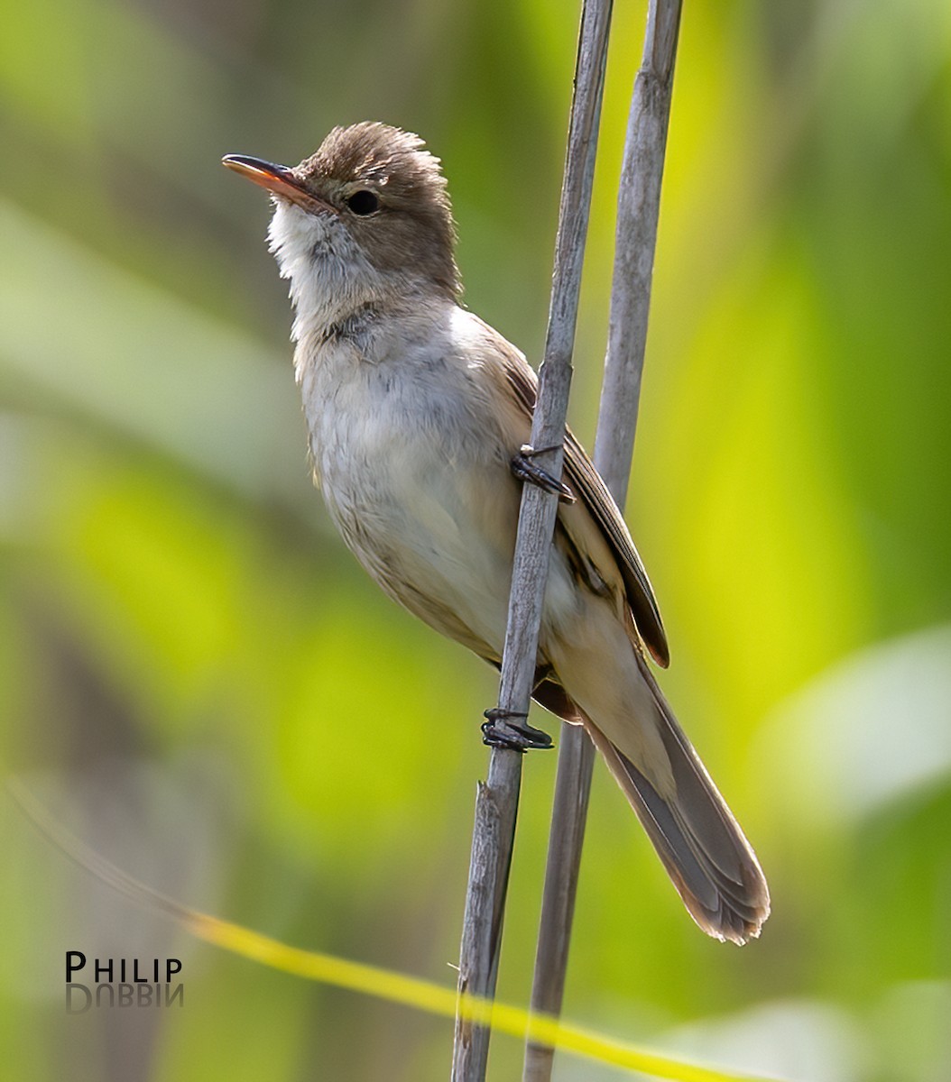 Australian Reed Warbler - ML646149838