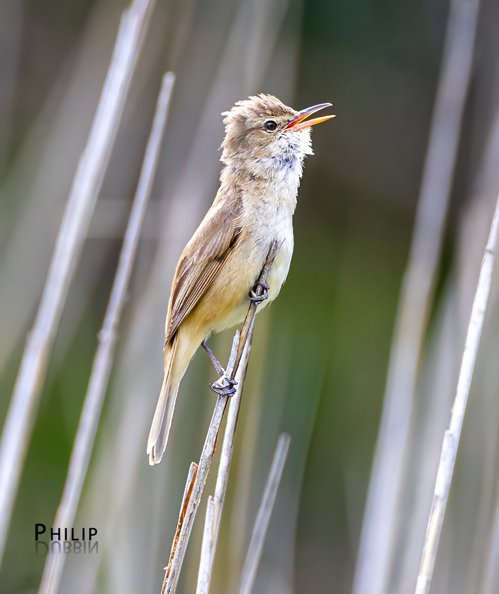 Australian Reed Warbler - ML646149840