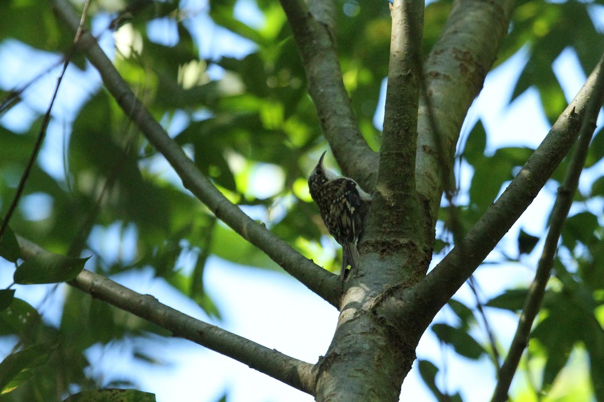 Brown Creeper - ML646149844